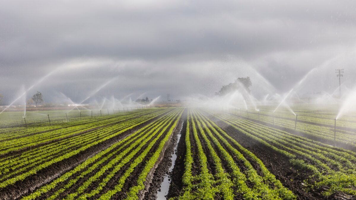 Wide-angle view of an agricultural field being irrigated with overhead sprinkler systems, with rows of green crops and mist rising under cloudy skies.