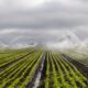 Wide-angle view of an agricultural field being irrigated with overhead sprinkler systems, with rows of green crops and mist rising under cloudy skies.