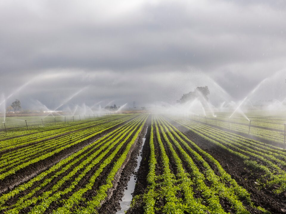 Wide-angle view of an agricultural field being irrigated with overhead sprinkler systems, with rows of green crops and mist rising under cloudy skies.