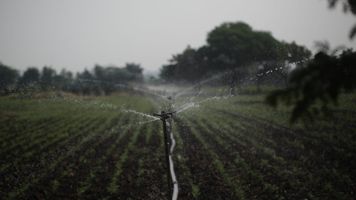 Sprinkler system irrigating a neatly planted agricultural field in Sarasota, Florida, with water droplets spraying in multiple directions under overcast skies.