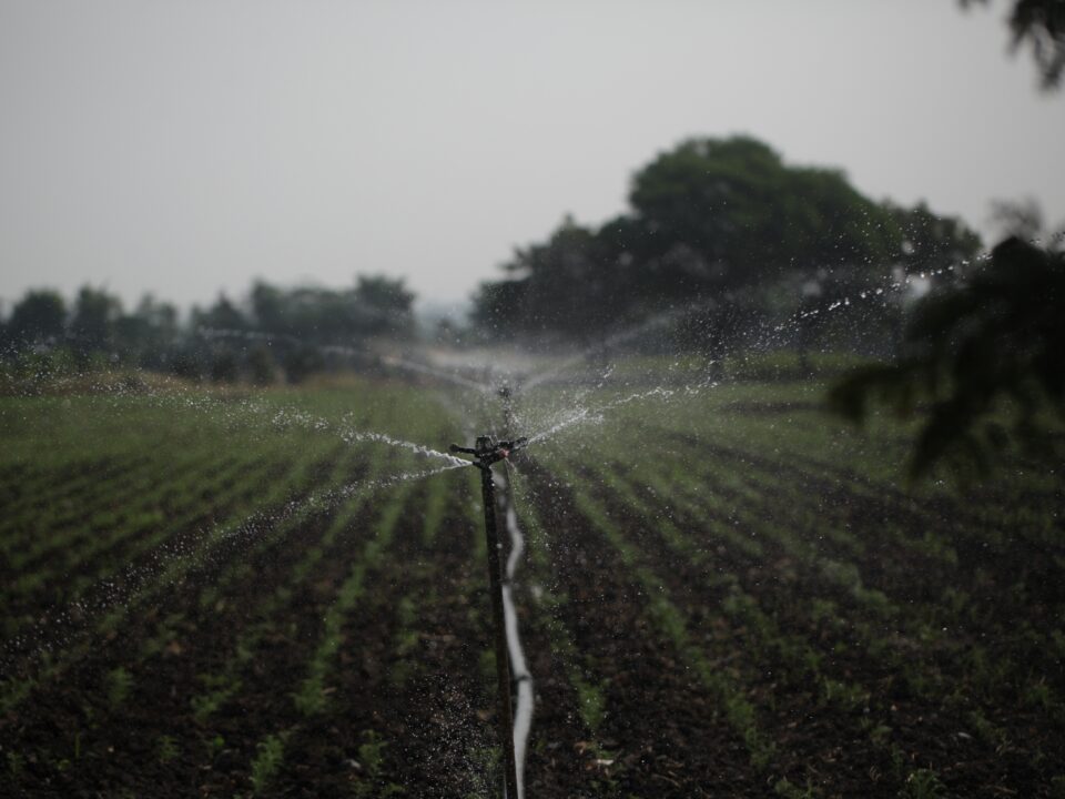 Sprinkler system irrigating a neatly planted agricultural field in Sarasota, Florida, with water droplets spraying in multiple directions under overcast skies.