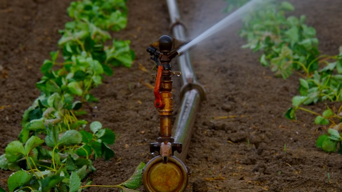 Close-up of a sprinkler irrigating rows of leafy green crops in a cultivated field, with water spraying evenly from a metal pipe system.