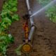 Close-up of a sprinkler irrigating rows of leafy green crops in a cultivated field, with water spraying evenly from a metal pipe system.