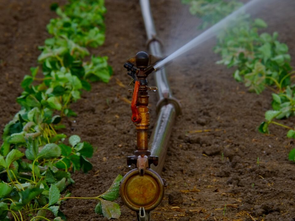 Close-up of a sprinkler irrigating rows of leafy green crops in a cultivated field, with water spraying evenly from a metal pipe system.
